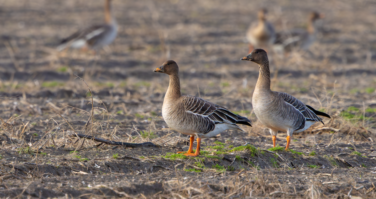 凍原豆雁 - ML650659157