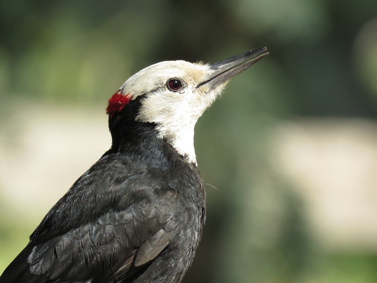 White-headed Woodpecker - ML65065921