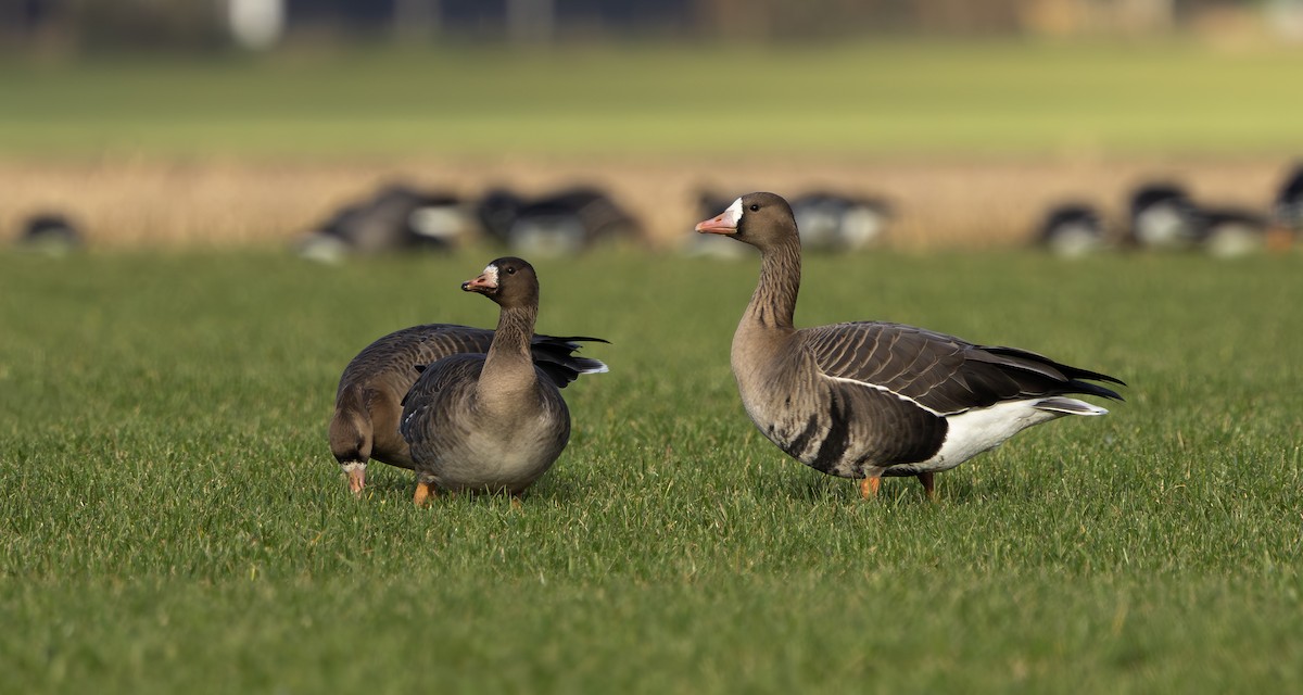 白額雁 - ML650659247