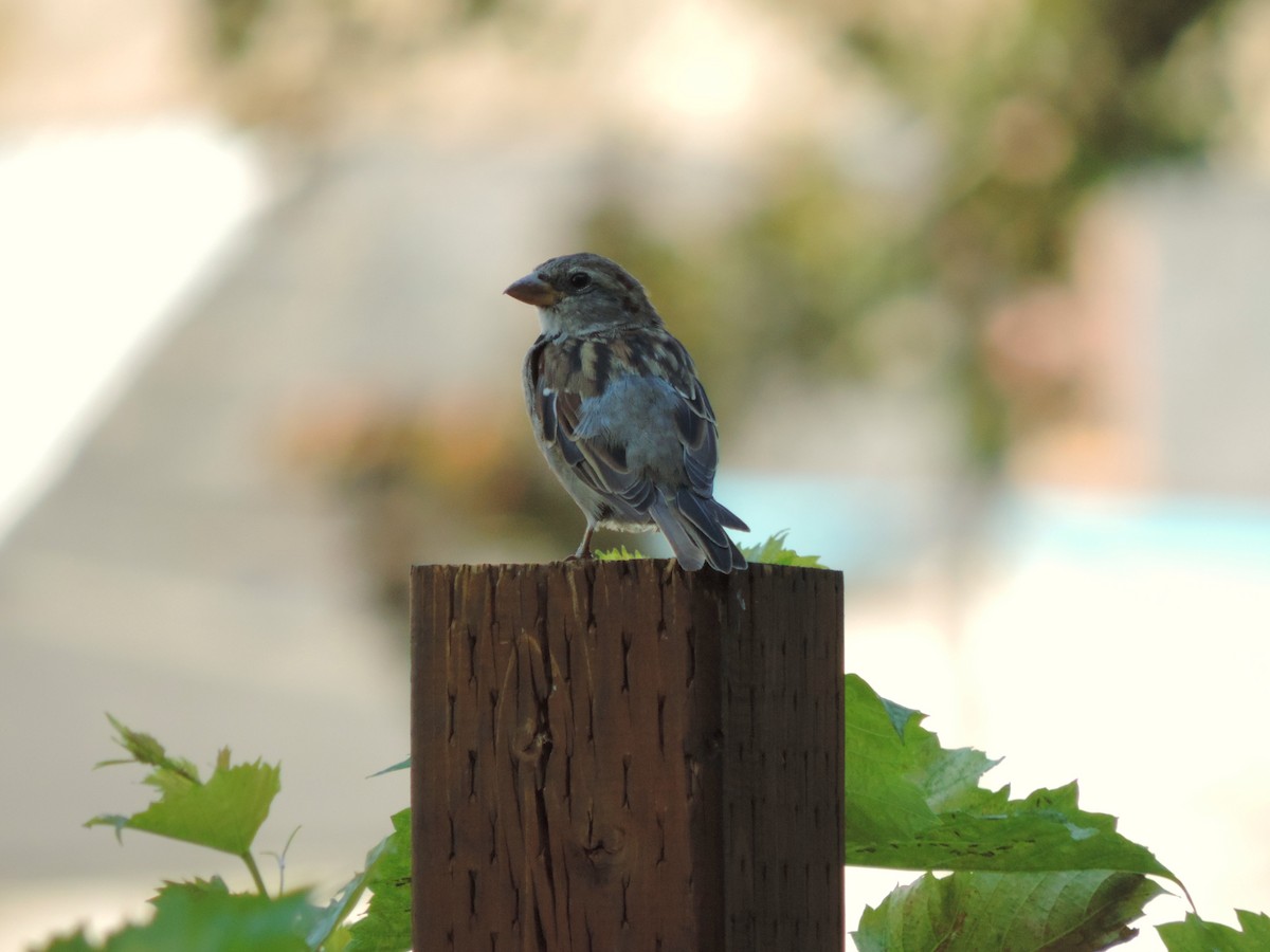 gråspurv - ML650659738