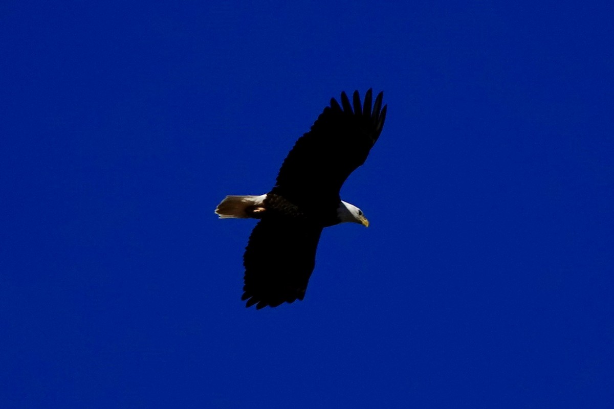 Bald Eagle - ML650659781