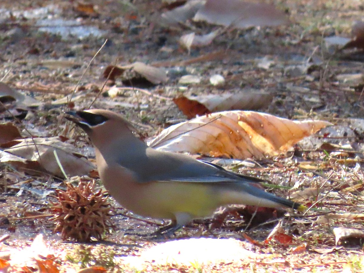 Cedar Waxwing - ML650659994