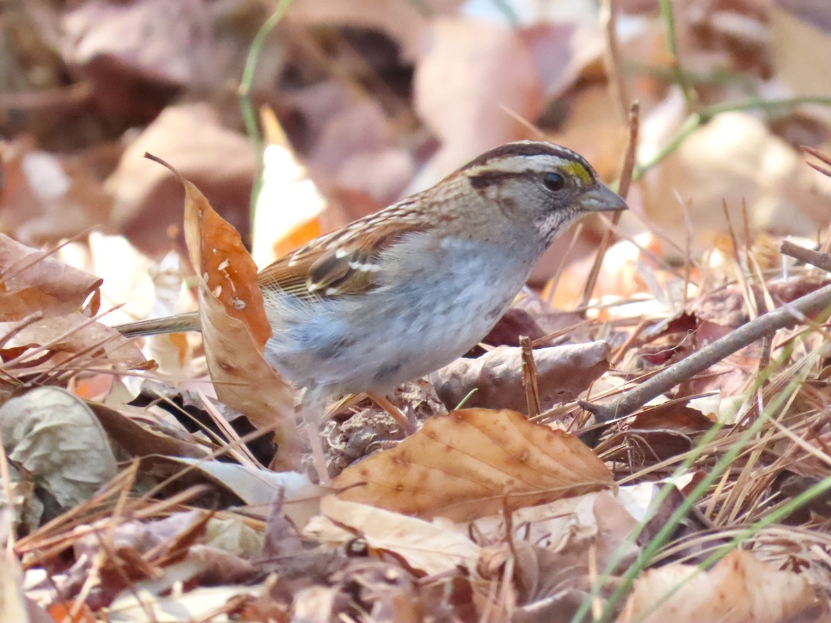 White-throated Sparrow - ML650659997