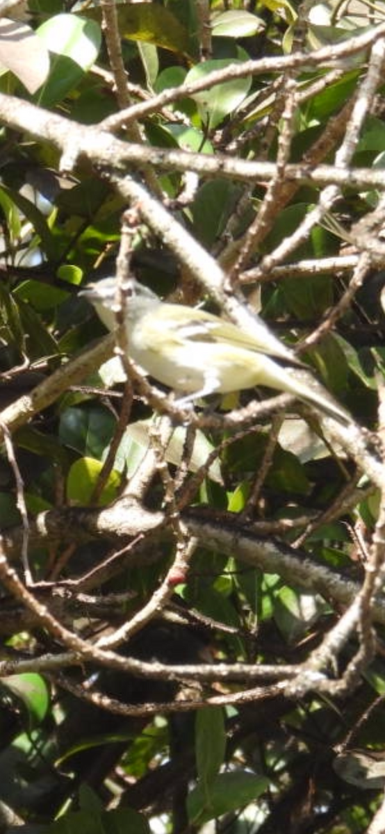 Blue-headed Vireo - ML650660063