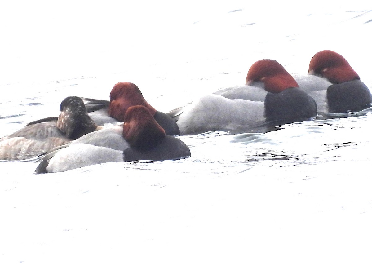 eBird Checklist - 10 Feb 2026 - Donald W. Barnes Boat Launch - 19 species