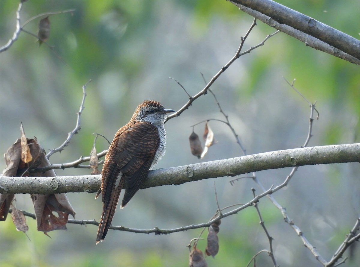 Banded Bay Cuckoo - ML650660127