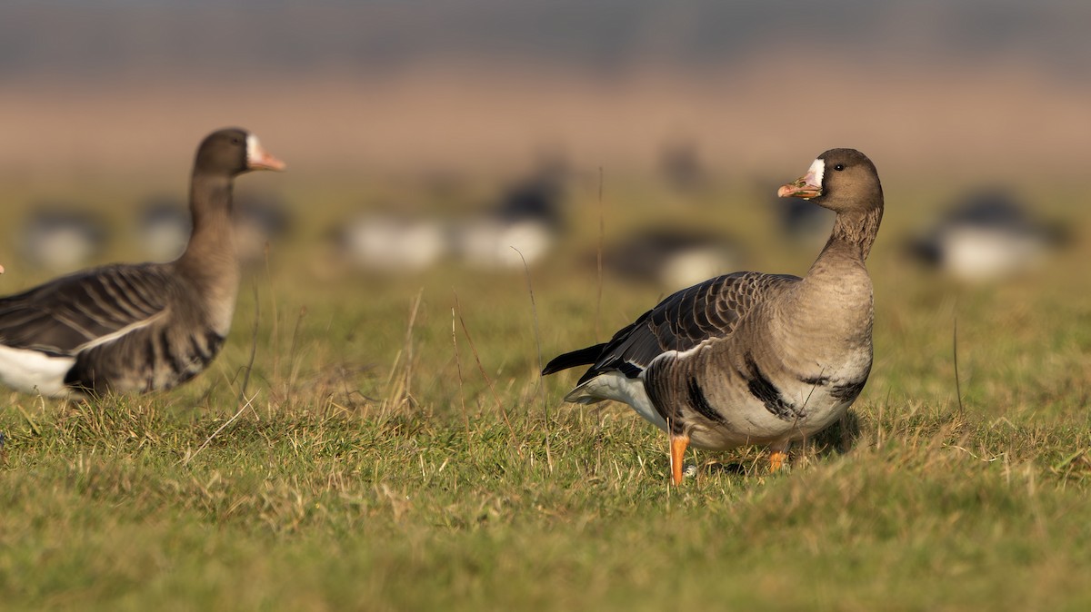 白額雁(albifrons) - ML650660129