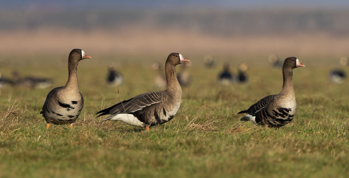 白額雁(albifrons) - ML650660130