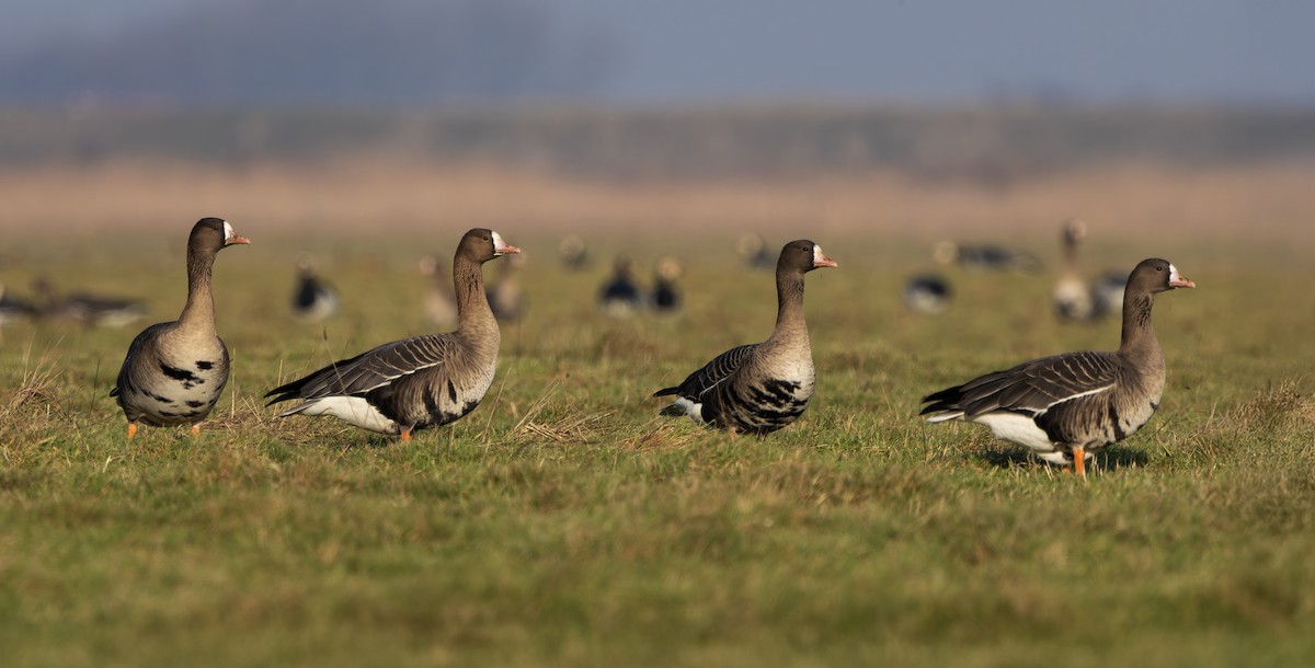 白額雁(albifrons) - ML650660132