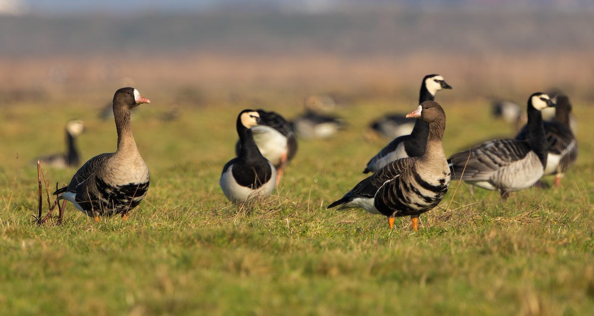 白額雁(albifrons) - ML650660135