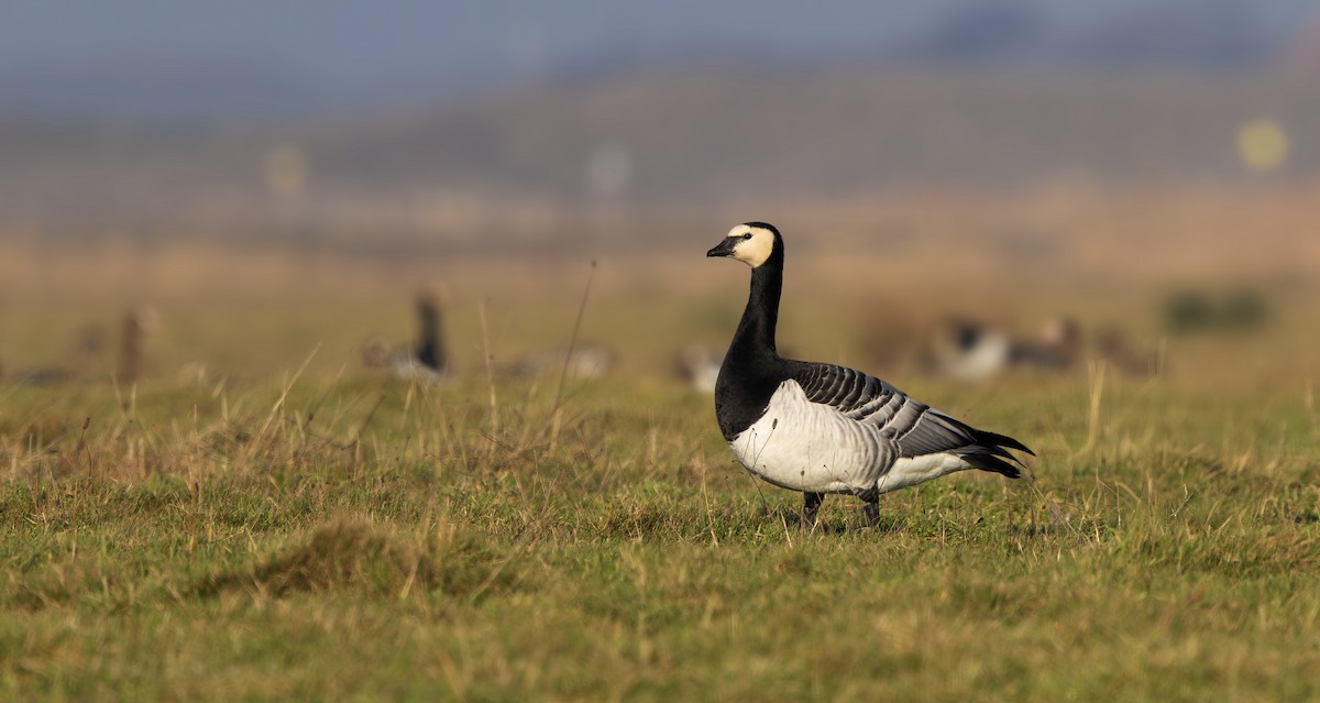 Barnacle Goose - ML650660150