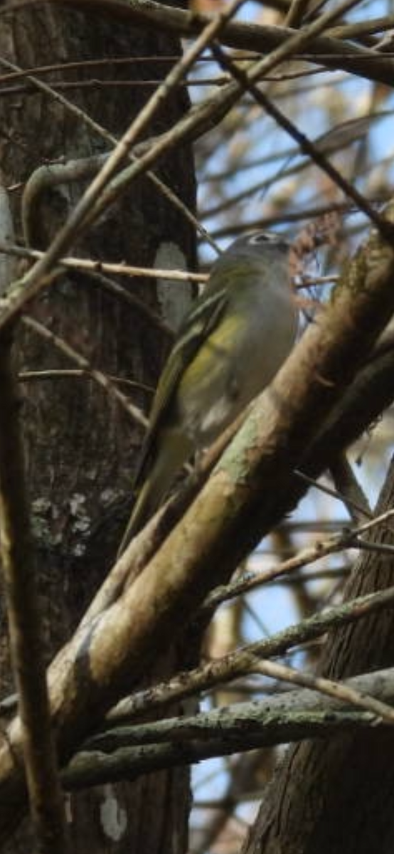 Blue-headed Vireo - ML650660169