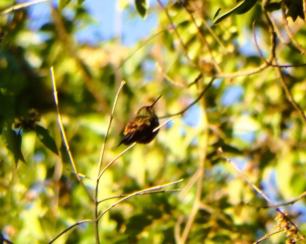 Ariane de Félicie - ML650660314