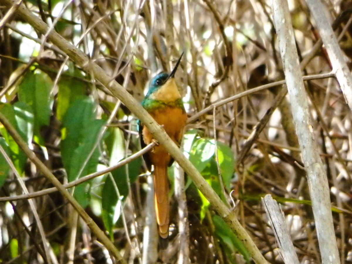 Jacamar à queue rousse - ML650660355