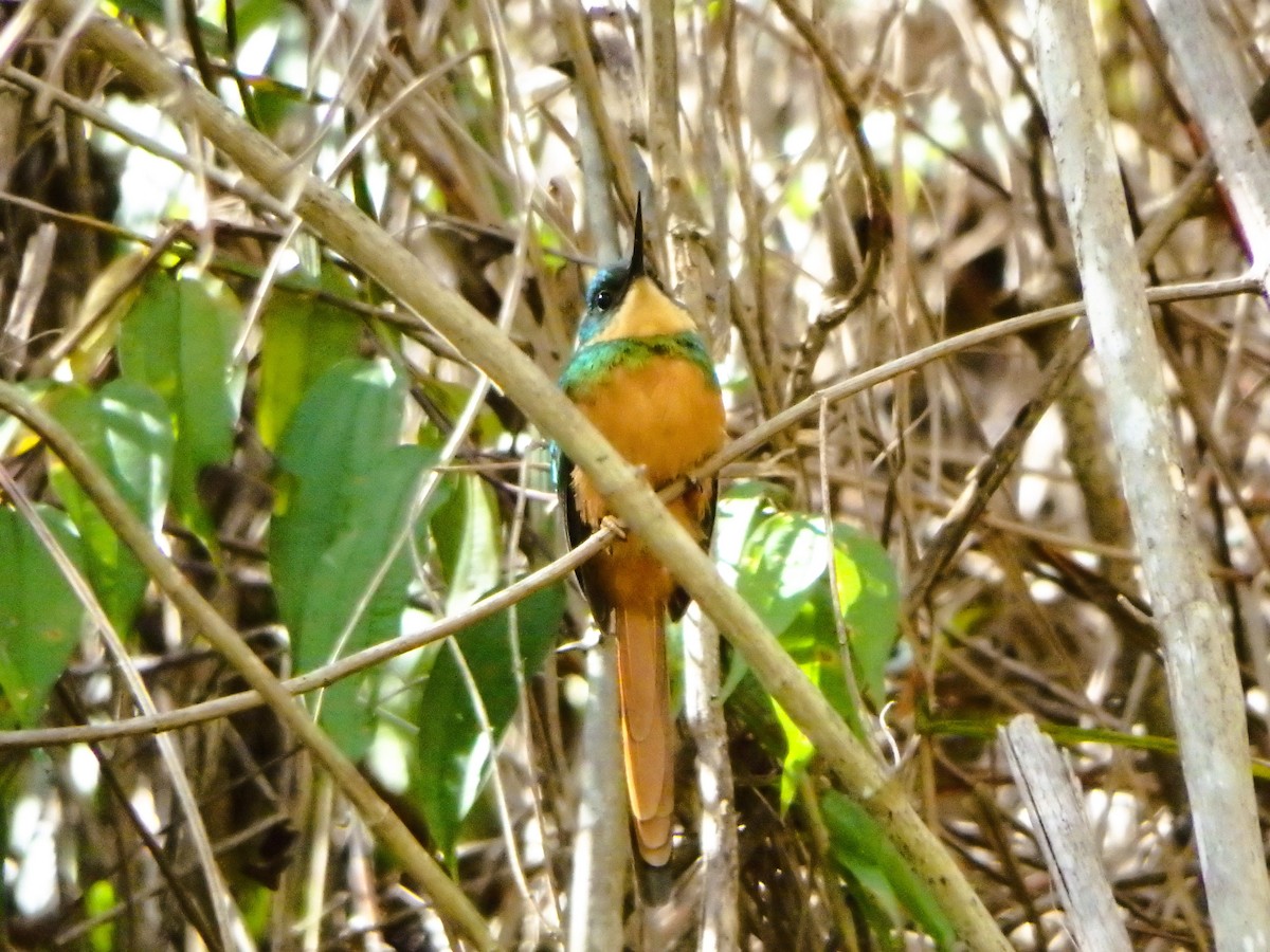 Jacamar à queue rousse - ML650660364