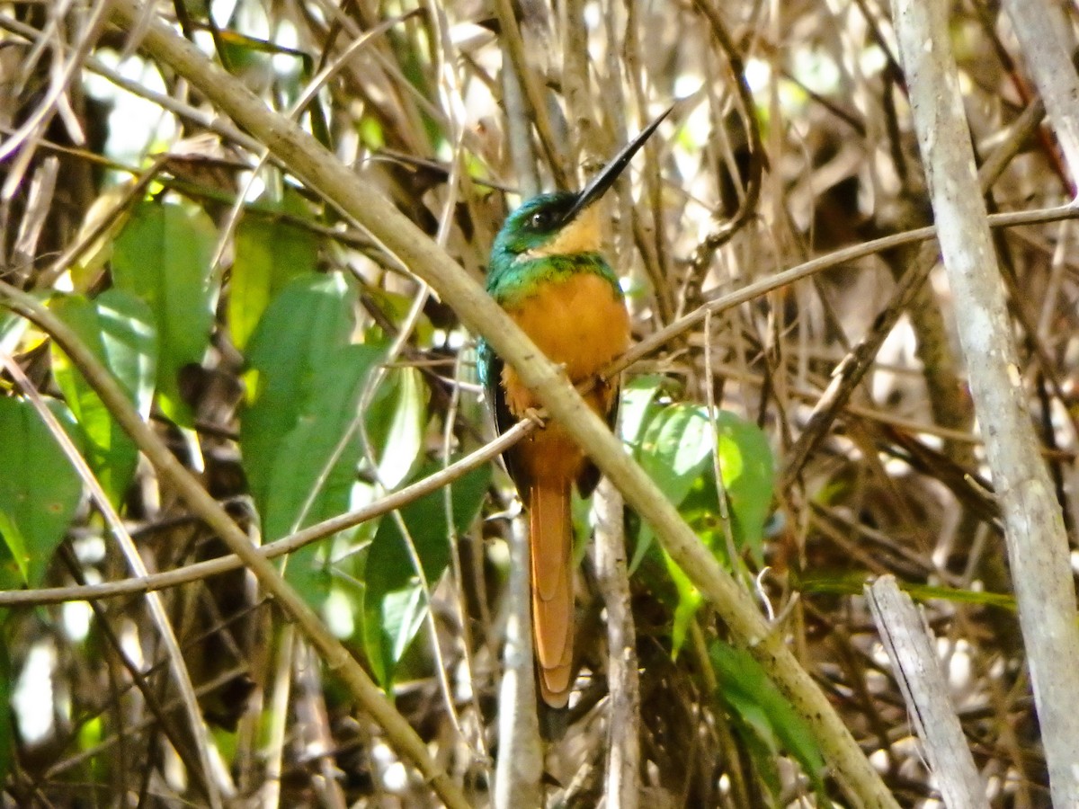 Jacamar à queue rousse - ML650660365