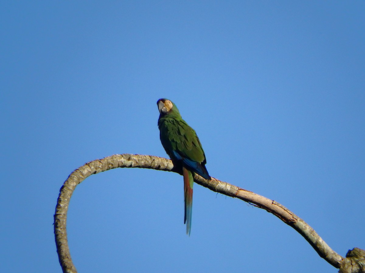 Ara vert - ML650660377