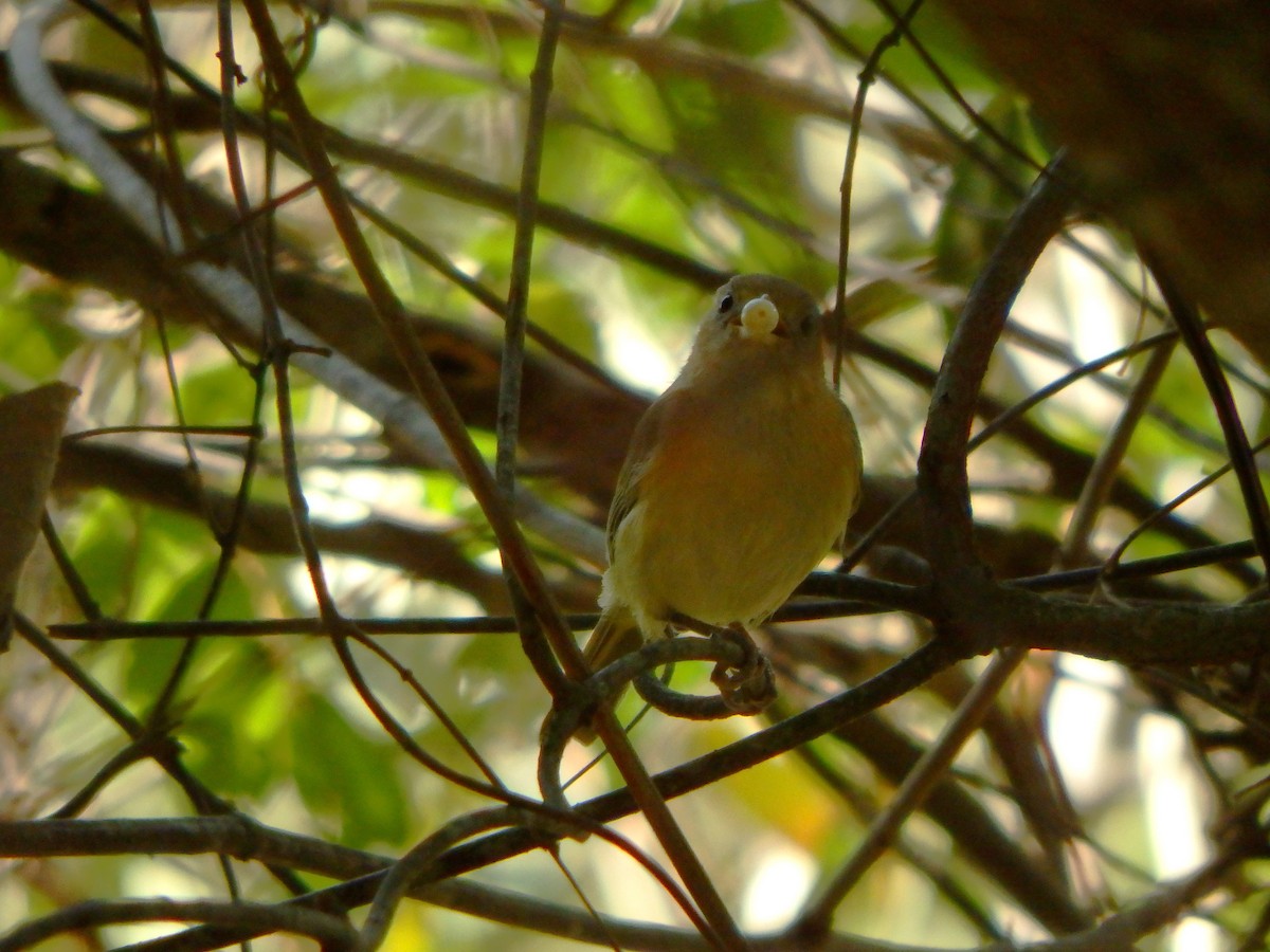 Viréon à front d'or - ML650660394