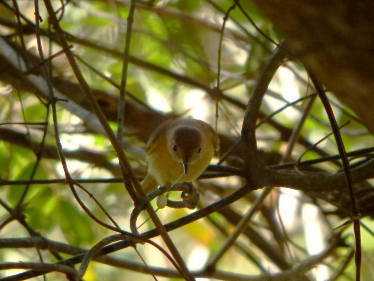 Viréon à front d'or - ML650660396