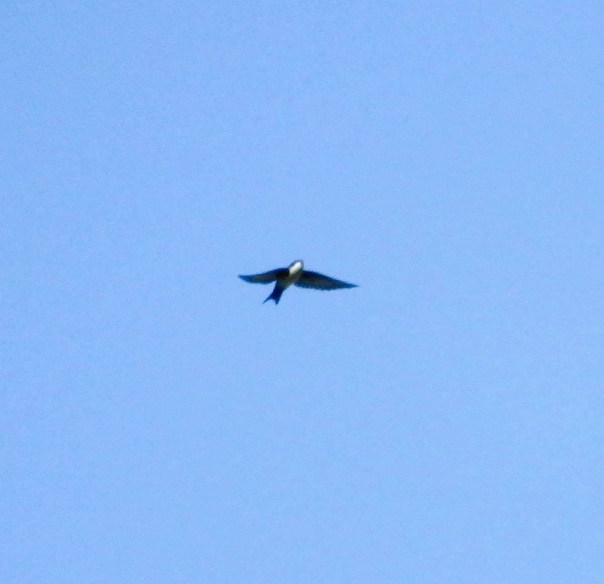 Hirondelle bleu et blanc - ML650660408