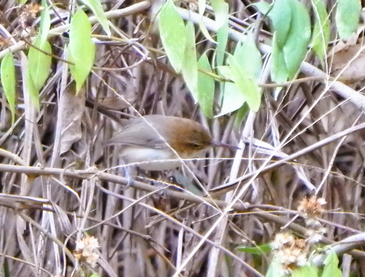 Microbate à long bec - ML650660415