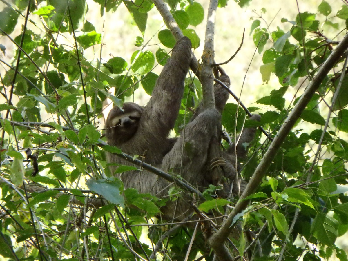 Animaux - ML650660460