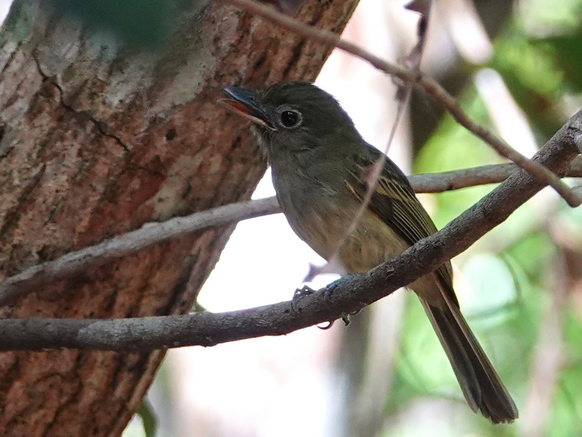 Amazonien-Breitschnabeltyrann - ML650660463