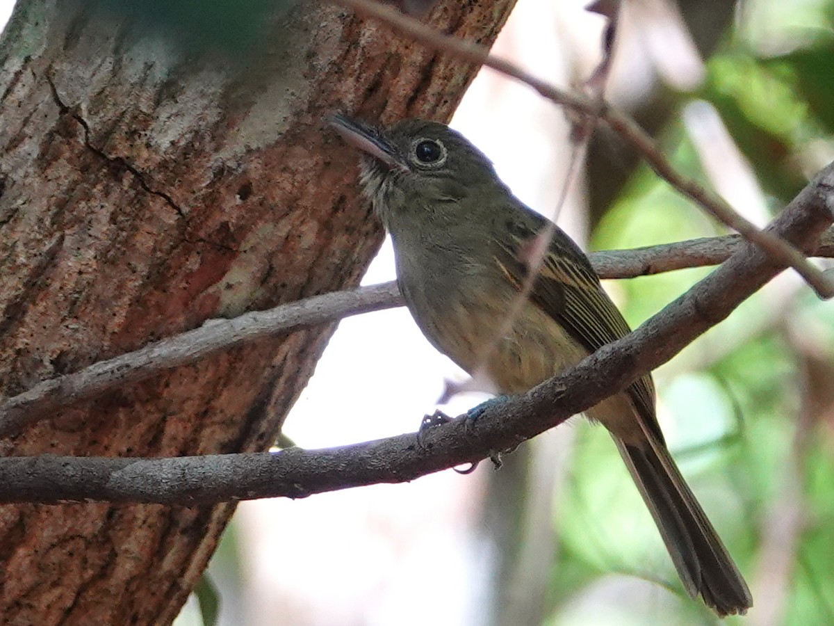 Amazonien-Breitschnabeltyrann - ML650660464