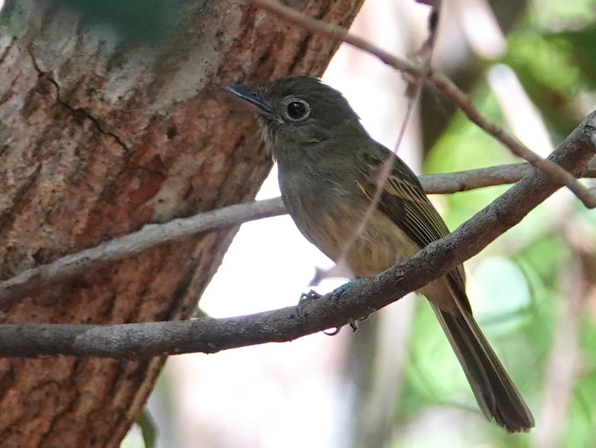 Amazonien-Breitschnabeltyrann - ML650660465