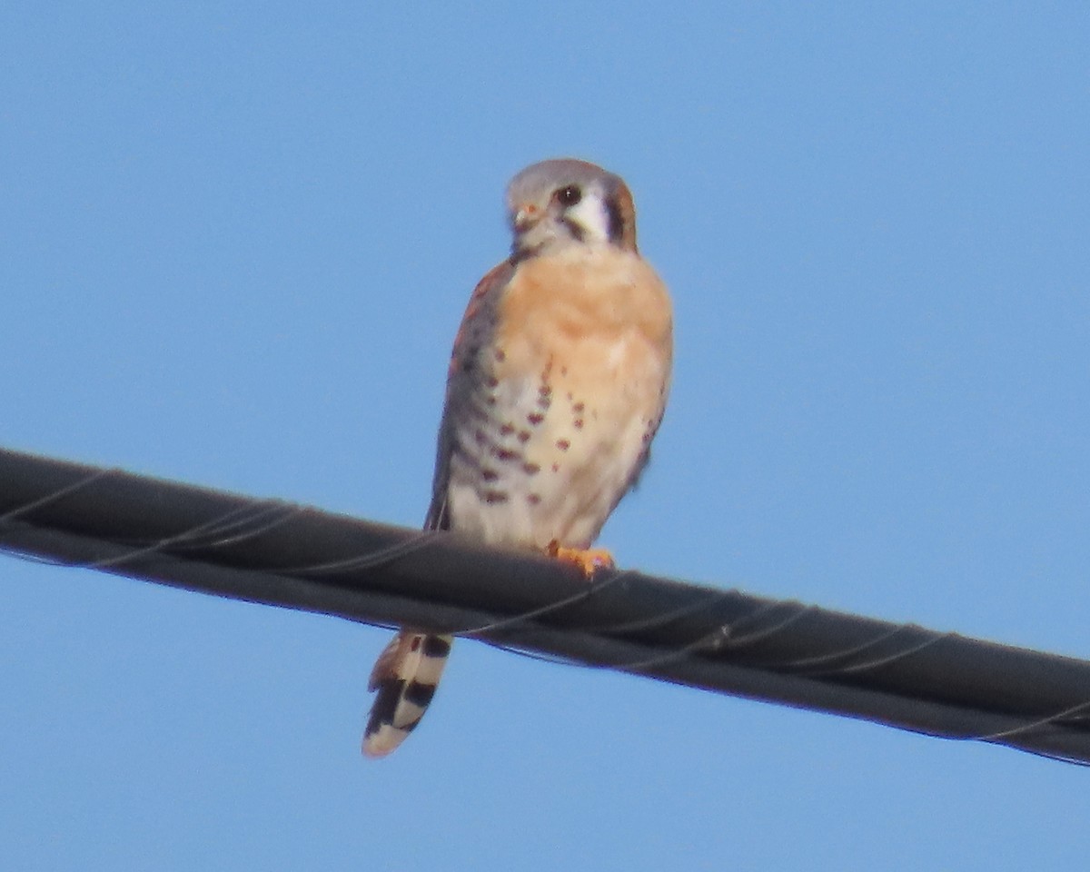 American Kestrel - ML650660482