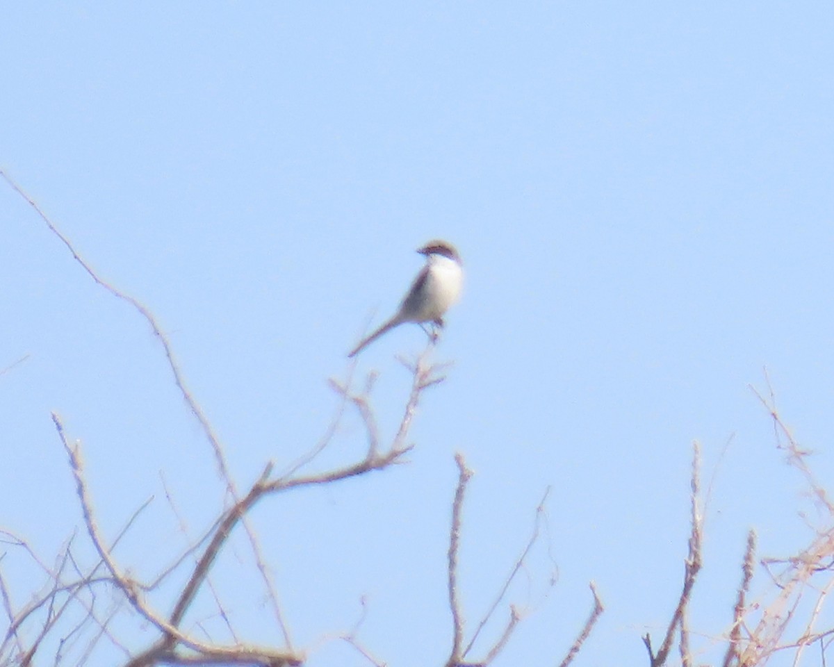 Loggerhead Shrike - ML650660512