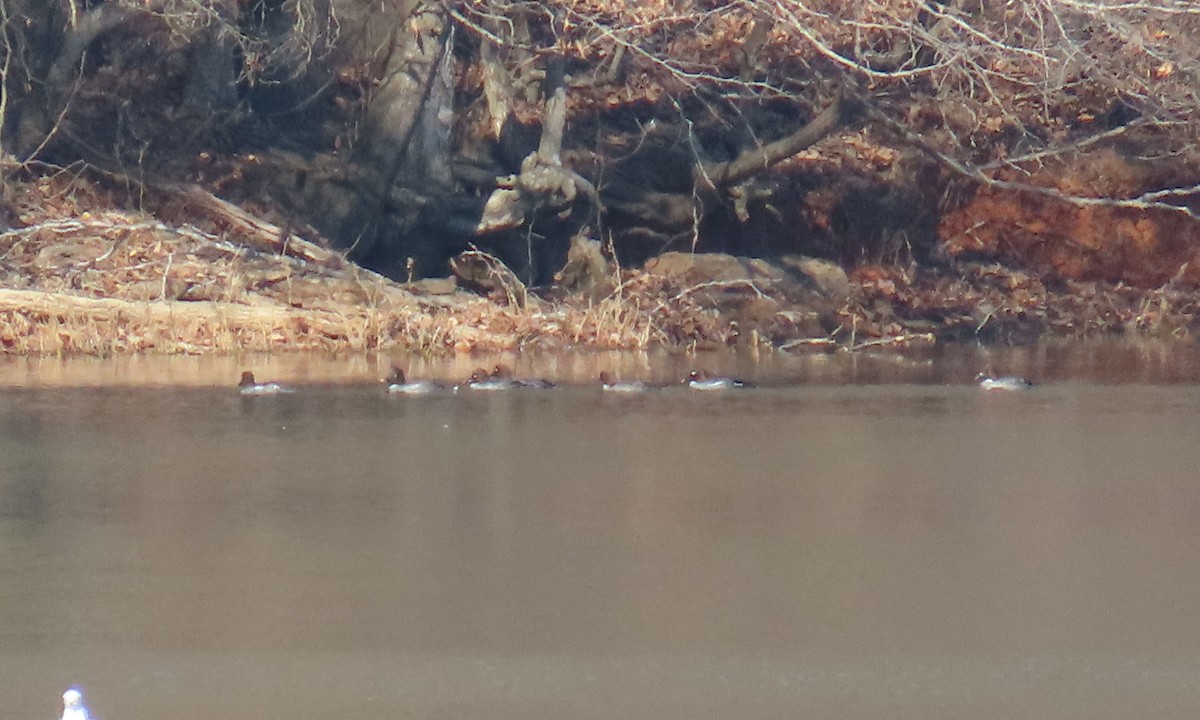 Common Goldeneye - ML650660541