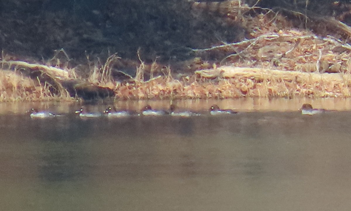 Common Goldeneye - ML650660542