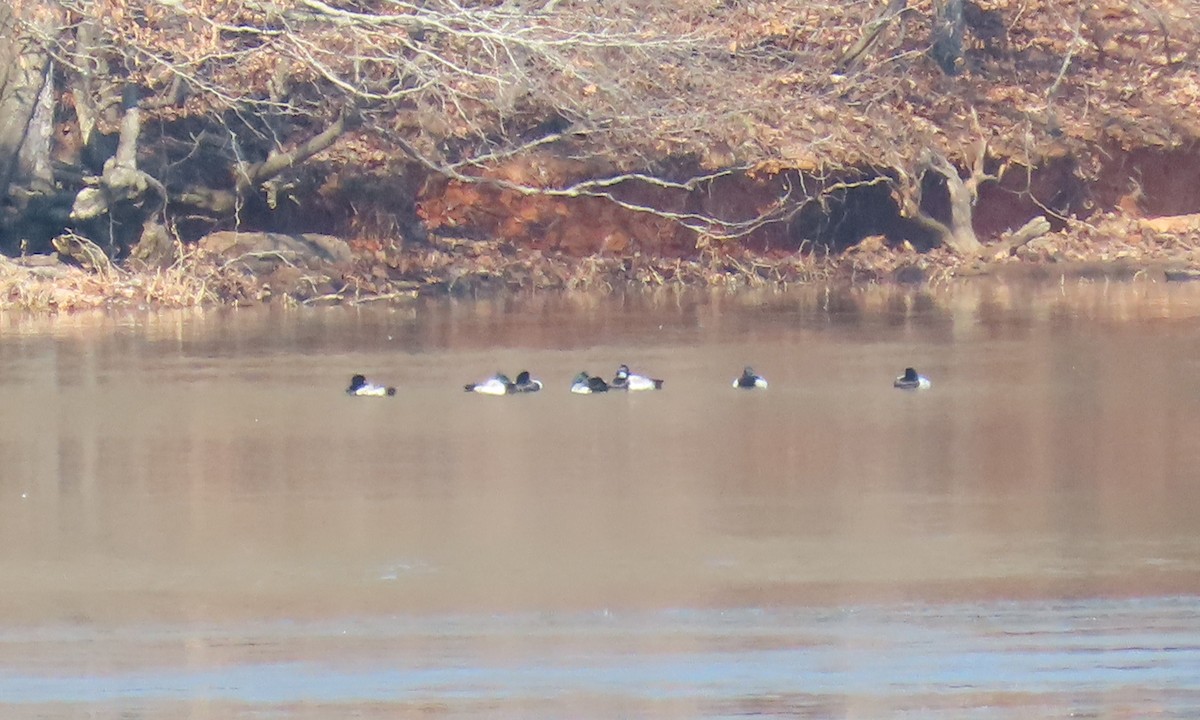 Greater Scaup - ML650660585