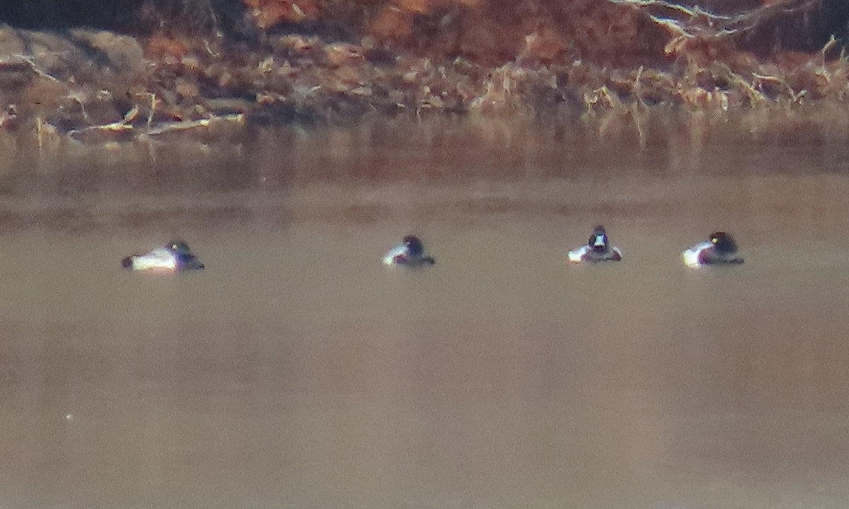 Greater Scaup - ML650660588