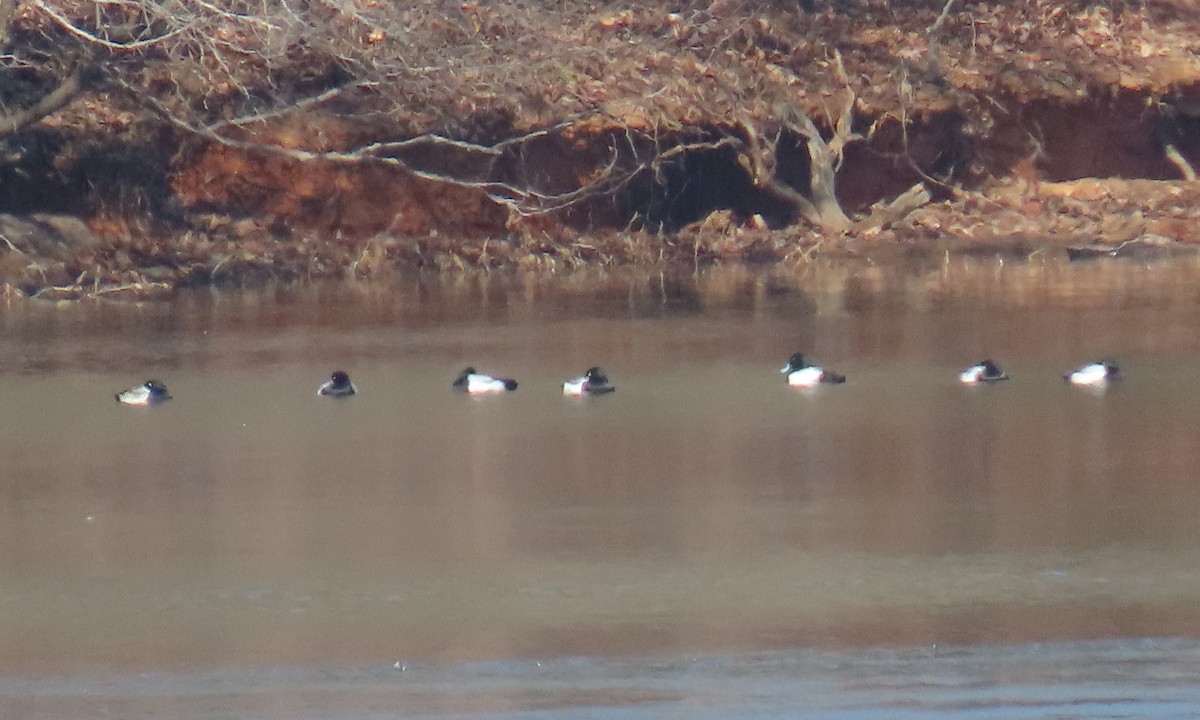 Greater Scaup - ML650660589