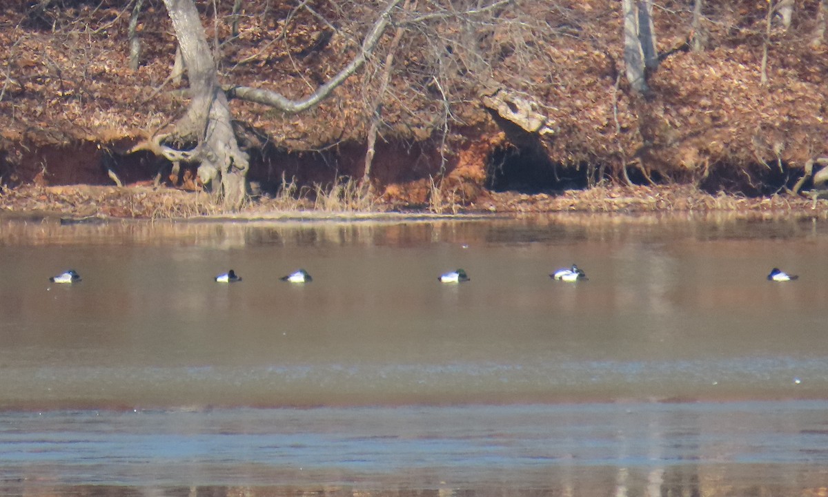 Greater Scaup - ML650660591