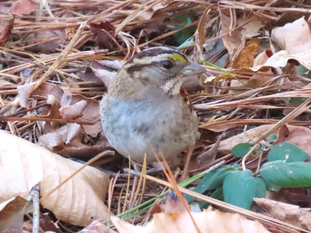 White-throated Sparrow - ML650660667