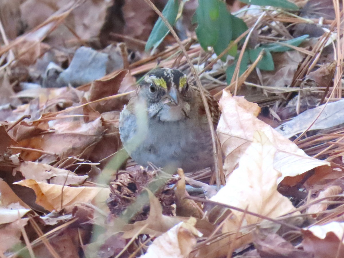 White-throated Sparrow - ML650660668
