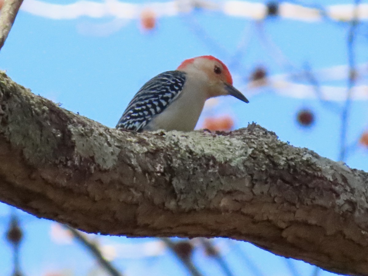 Red-bellied Woodpecker - ML650660675