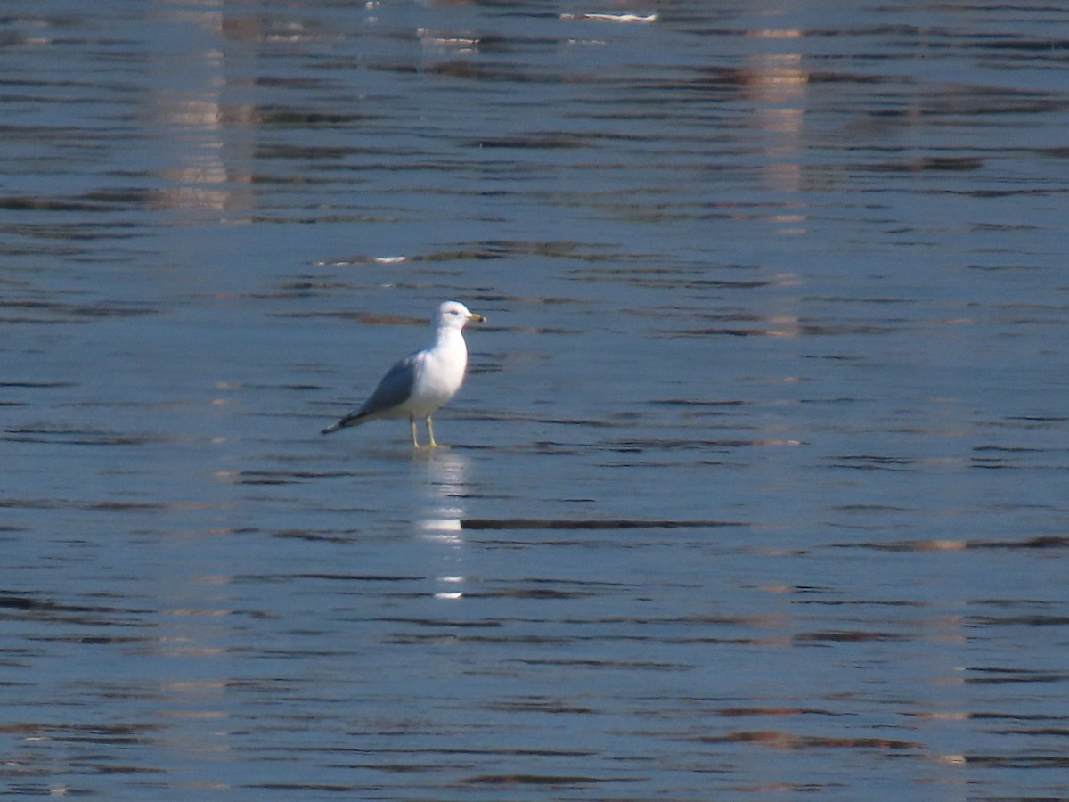 Ring-billed Gull - ML650660689