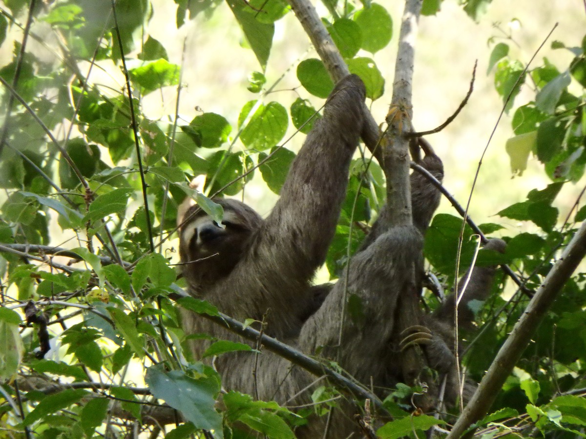 Animaux - ML650660717