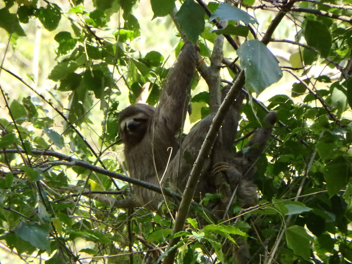 Animaux - ML650660728