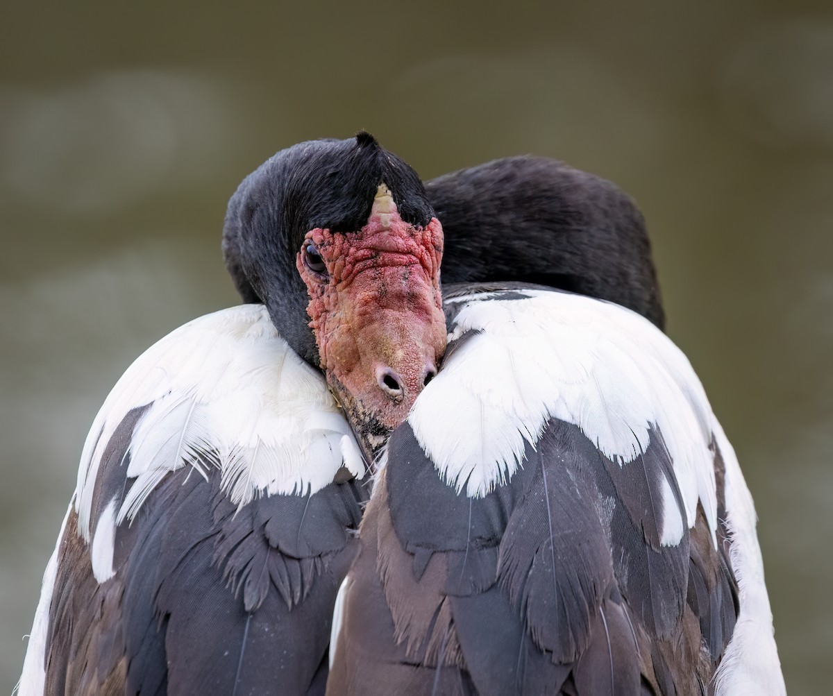 Magpie Goose - ML650660741