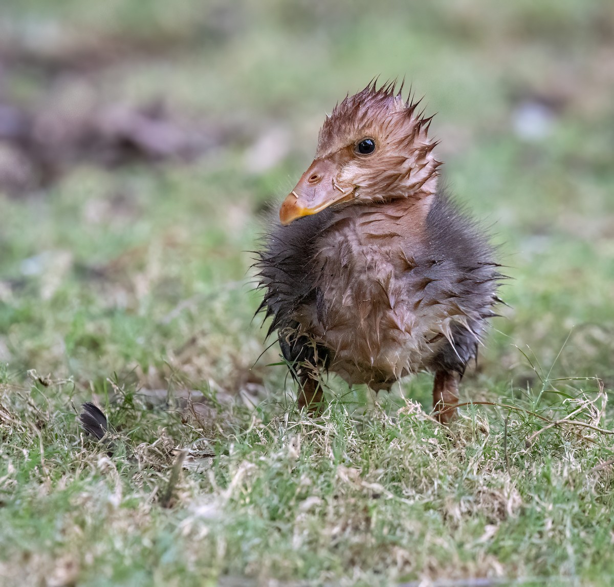 Magpie Goose - ML650660742