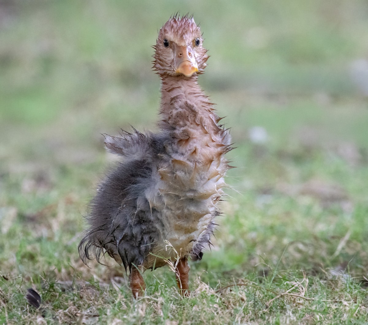 Magpie Goose - ML650660743