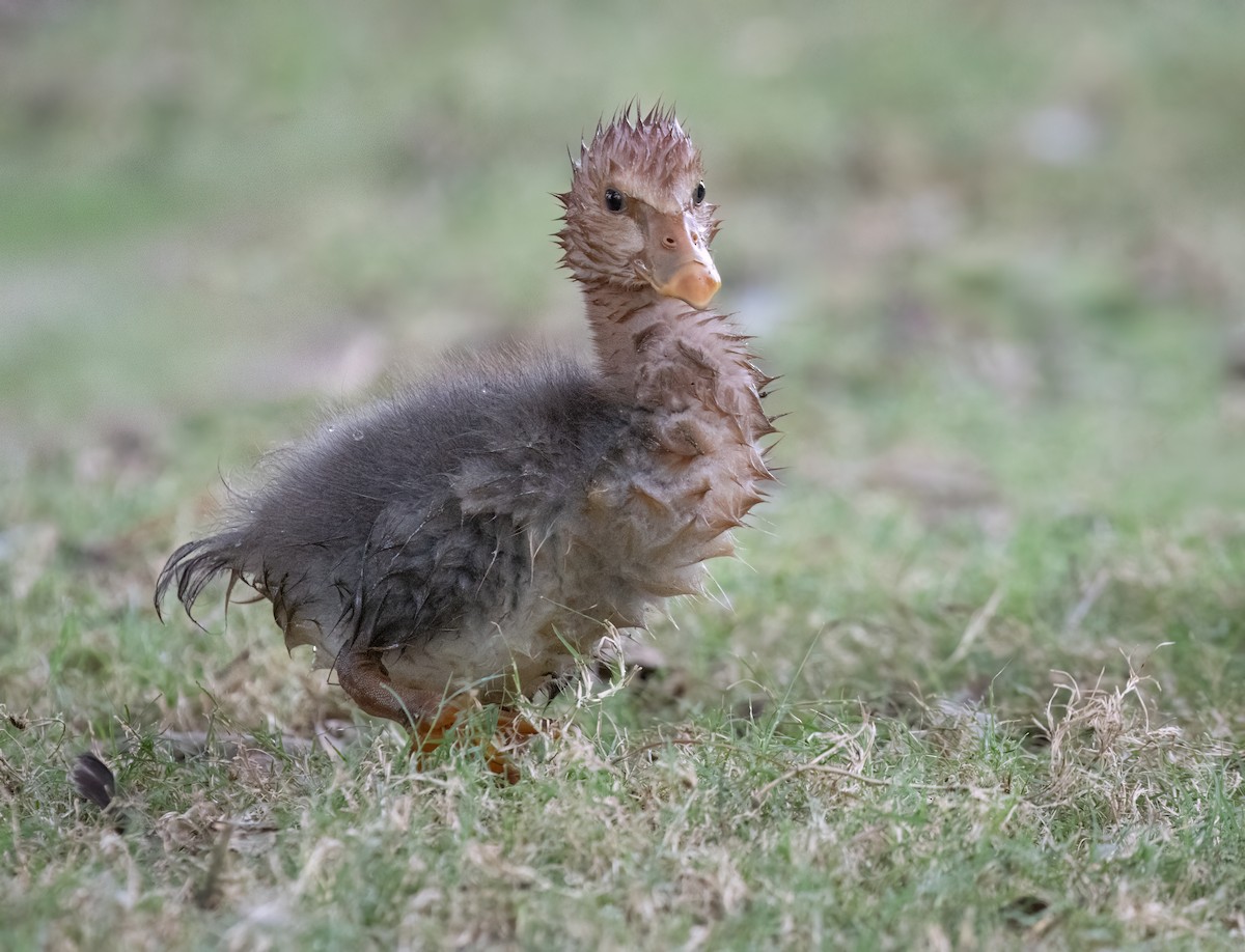 Magpie Goose - ML650660748