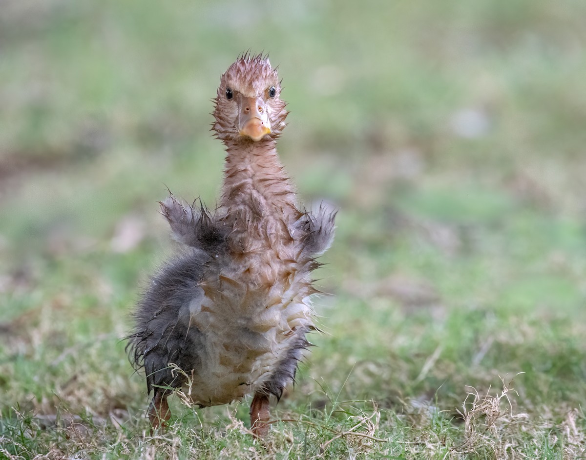 Magpie Goose - ML650660749