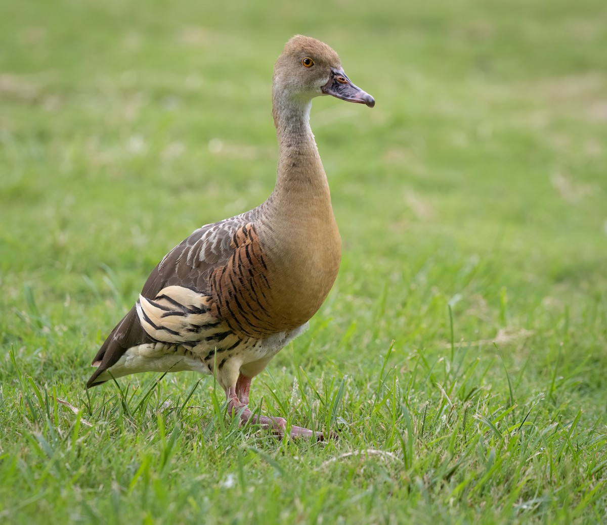 Plumed Whistling-Duck - ML650660771