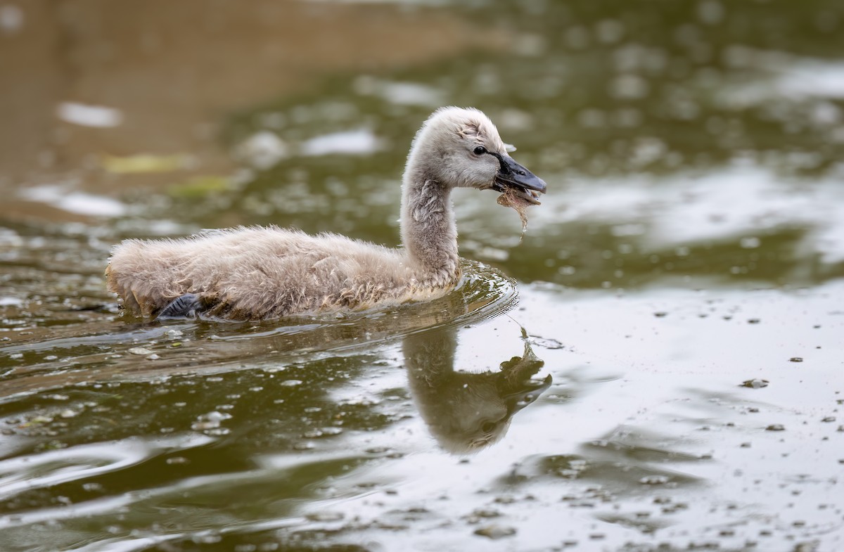 Black Swan - ML650660779